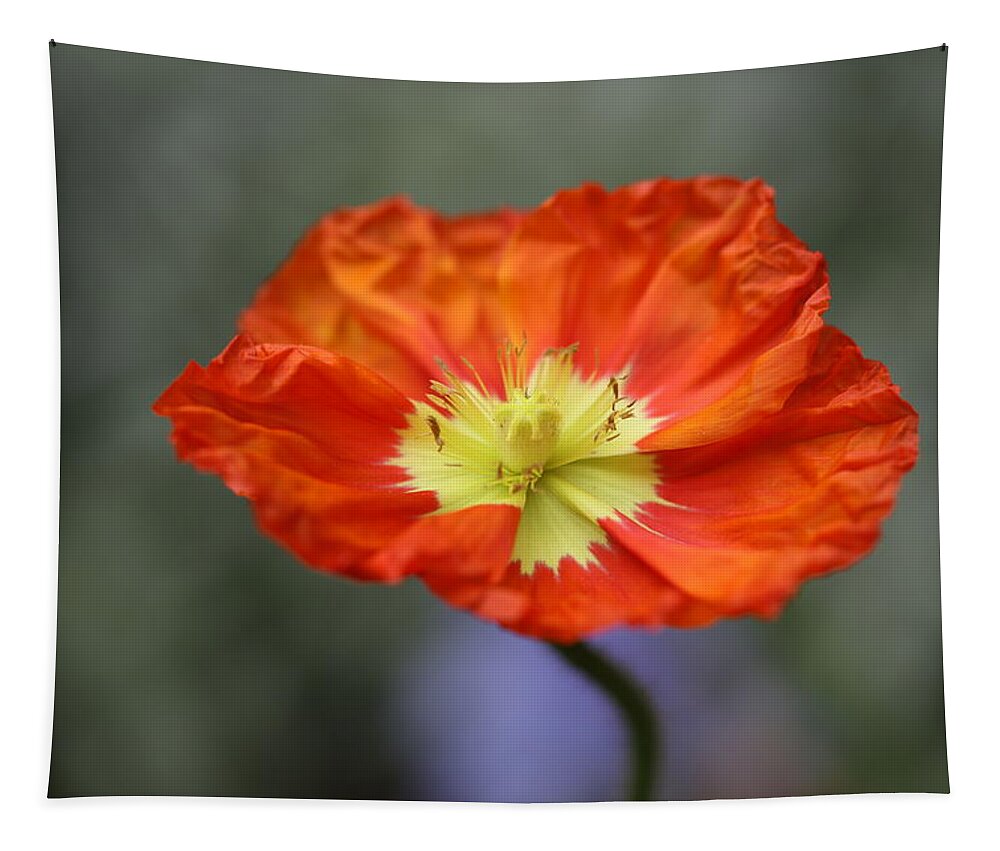 Iceland Poppy Tapestry featuring the photograph Iceland Poppy by Tammy Pool