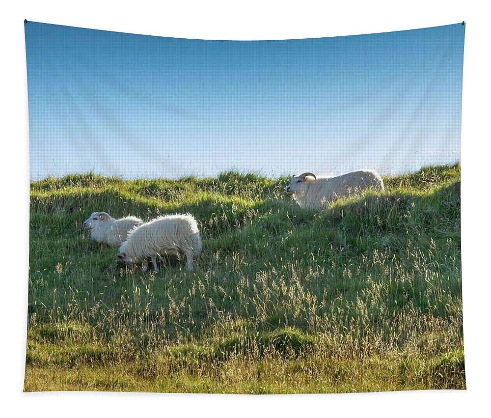 Sheep Tapestry featuring the photograph Icelandic Sheep by Rebecca Herranen