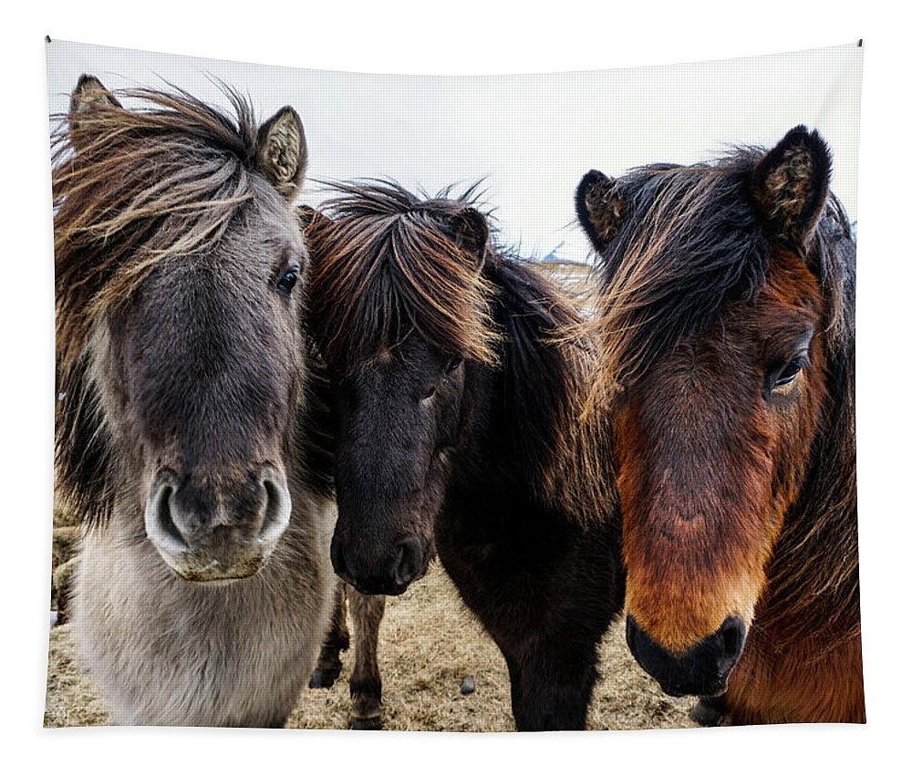 Iceland Tapestry featuring the photograph Icelandic Wild Horses. Iceland by Earth And Spirit