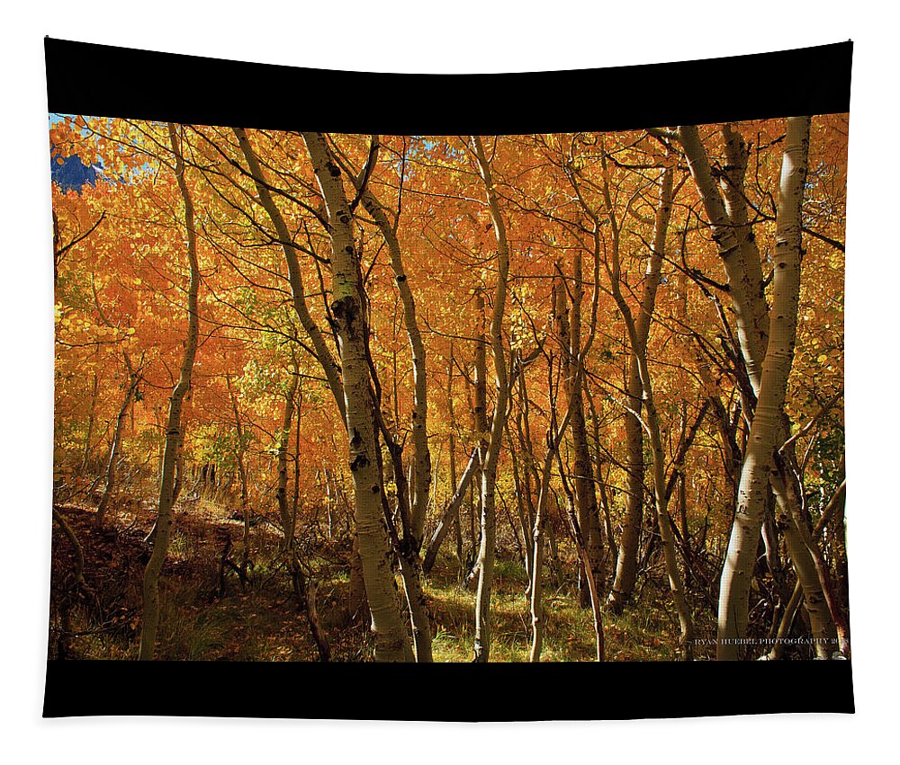 Aspens Tapestry featuring the photograph If Gold Grew on Trees by Ryan Huebel