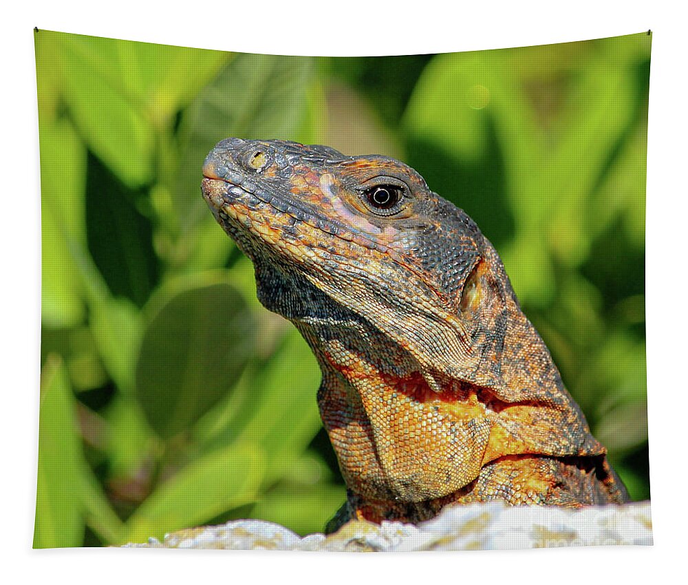 Iguana Tapestry featuring the photograph Iguana sunning on the rocks by Joanne Carey