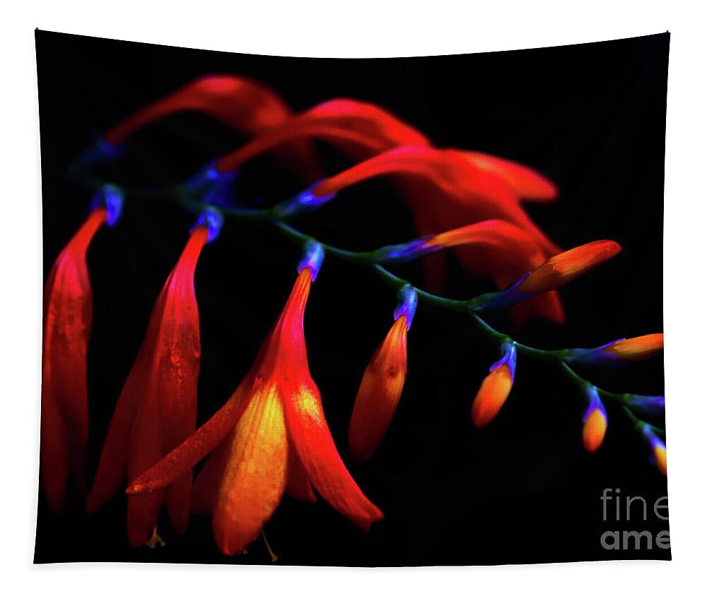 Nature Tapestry featuring the photograph Illuminated Crocosmia by Stephen Melia