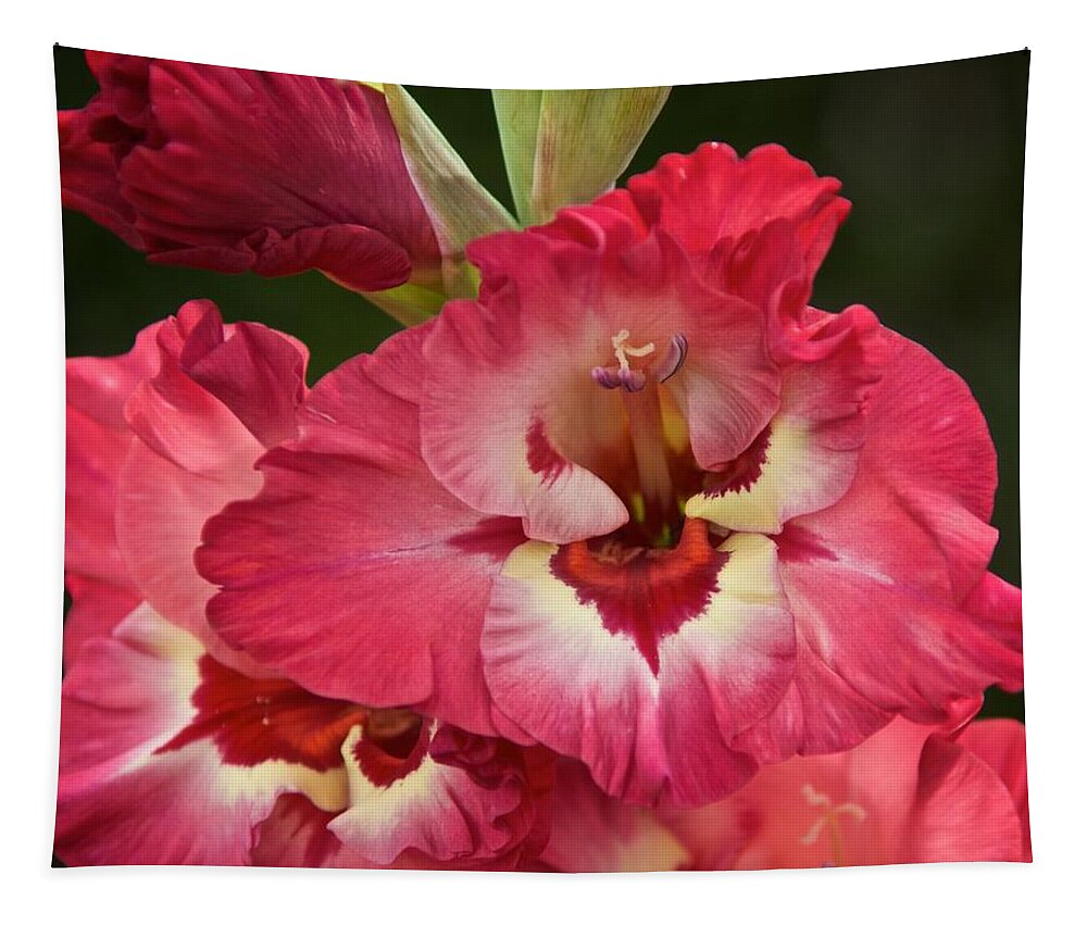 Gladiola Tapestry featuring the photograph I'm Glad by Richard Cummings