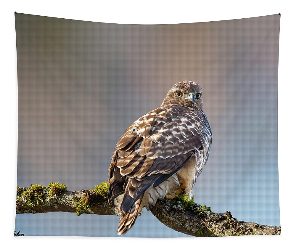 Animal Tapestry featuring the photograph Immature Red Tailed Hawk in a Tree by Jeff Goulden