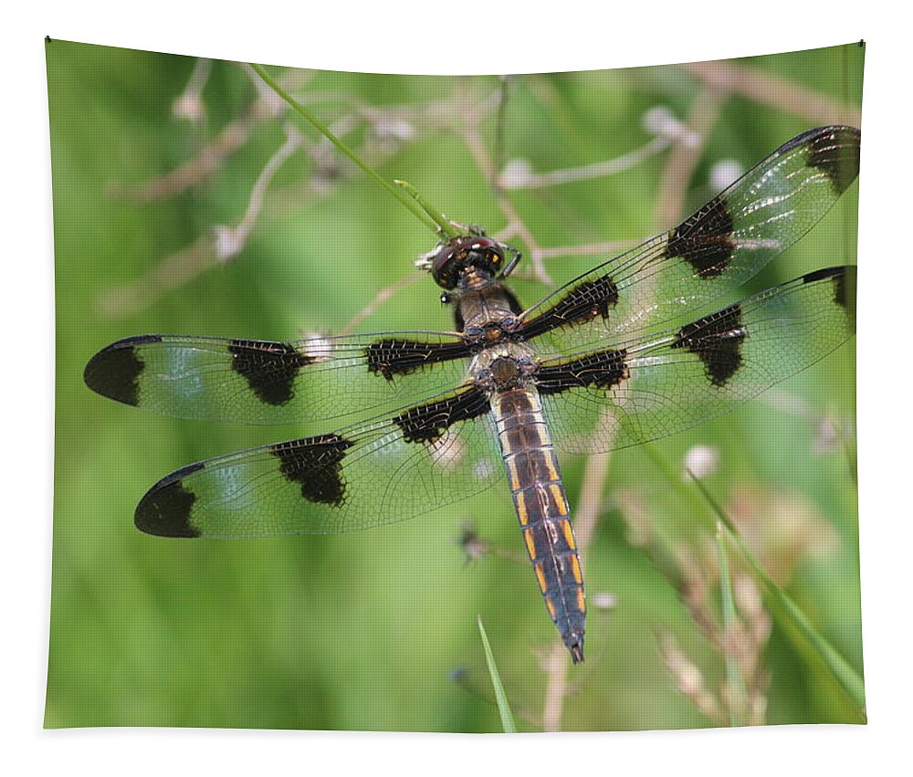 Twelve-spotted Skimmer Tapestry featuring the photograph Immature Twelve-spotted Skimmer by Callen Harty