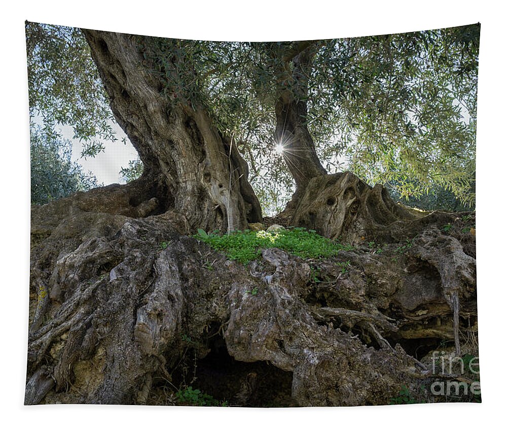 Olive Tapestry featuring the photograph In the shade of the olive tree by Adriana Mueller