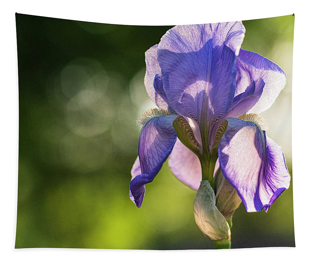 Iris Tapestry featuring the photograph Iris 5 by Pamela Taylor