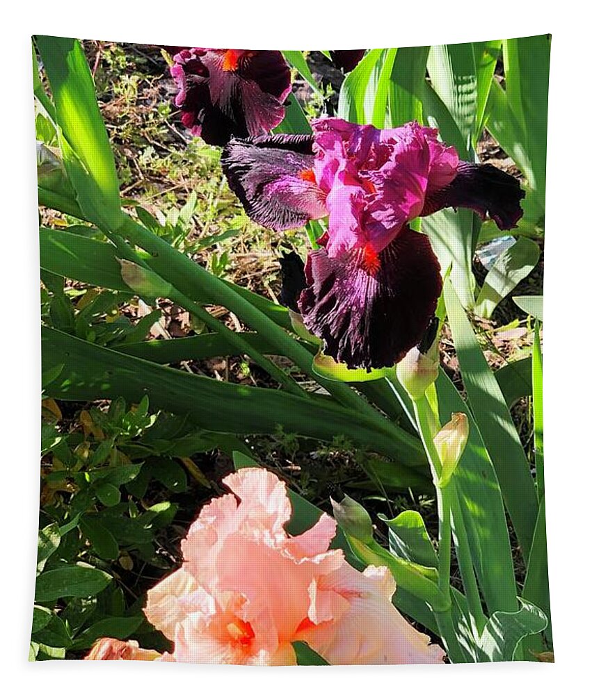 Iris Tapestry featuring the photograph Catherine's IRIS Fiery Temper and Beverly Sills in Clayton, North Carolina by Catherine Ludwig Donleycott