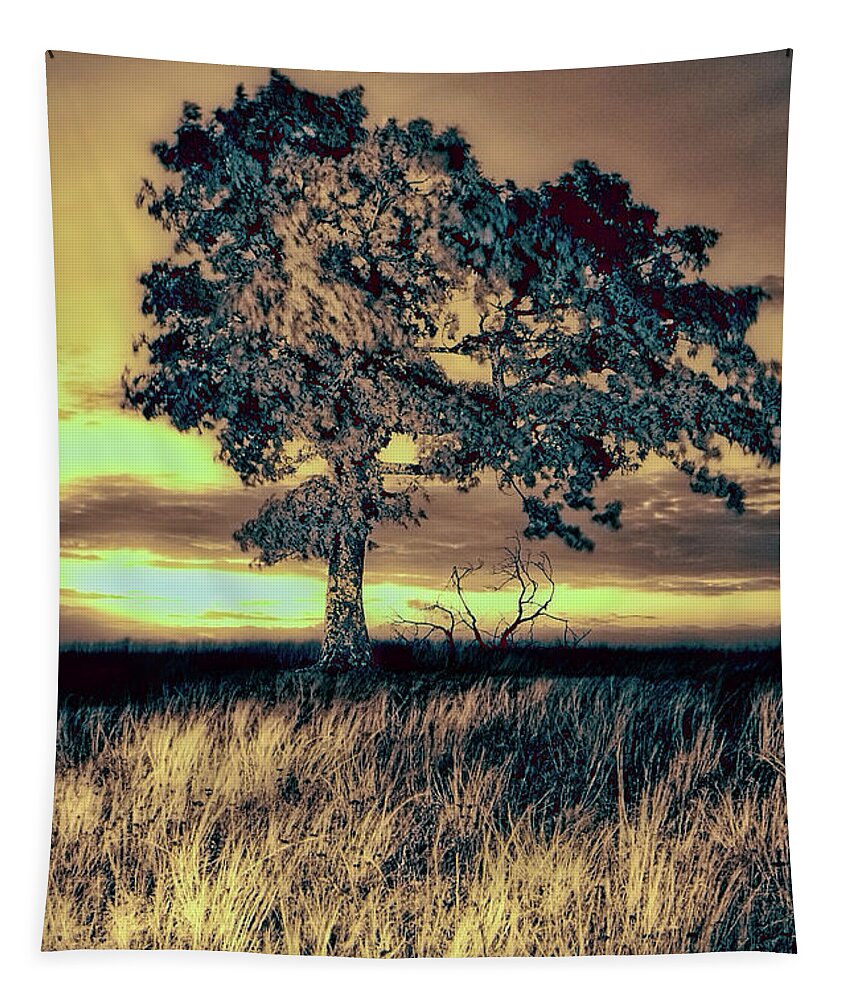 North Carolina Tapestry featuring the photograph Isolated at Sunrise fx by Dan Carmichael