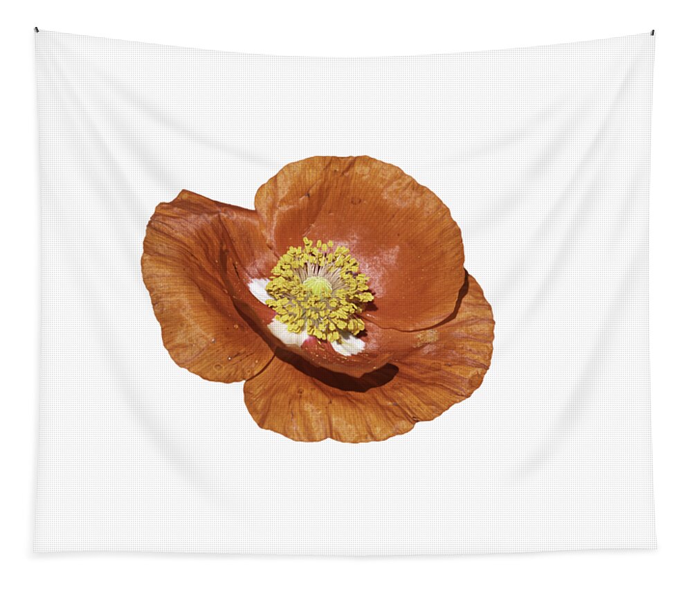 Poppy Tapestry featuring the photograph Isolated Poppy 2021-1 by Thomas Young