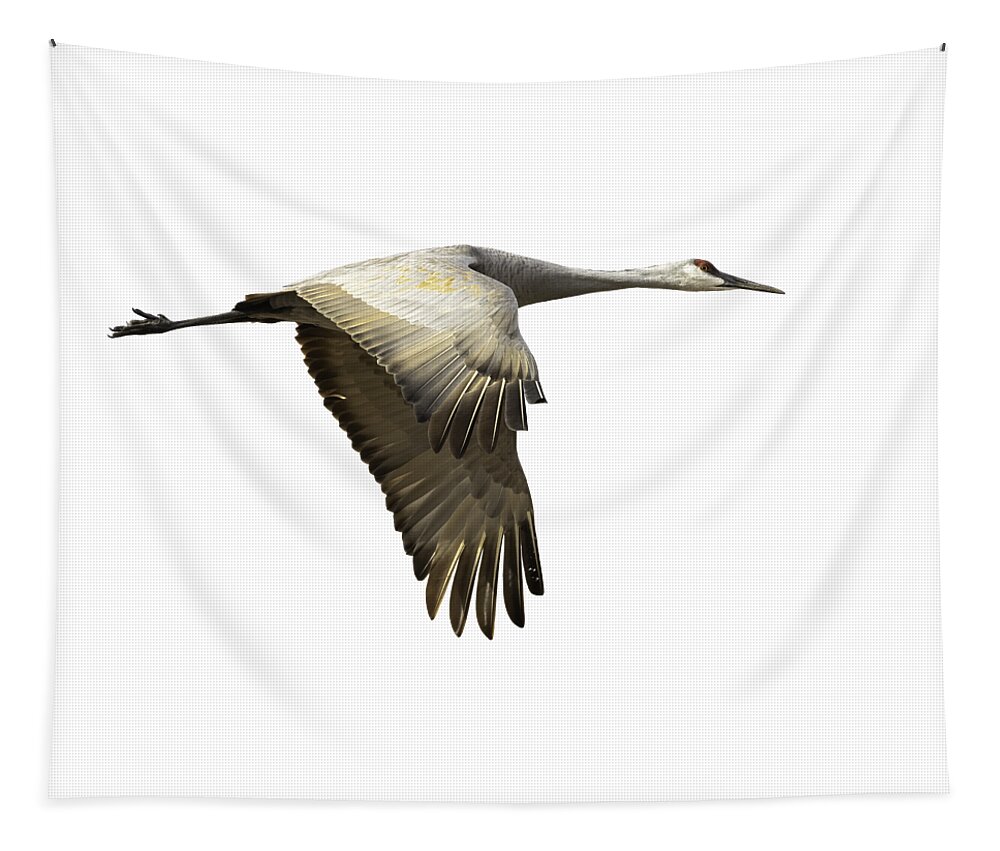 Sandhill Crane Tapestry featuring the photograph Isolated Sandhill Crane 1-2021 by Thomas Young