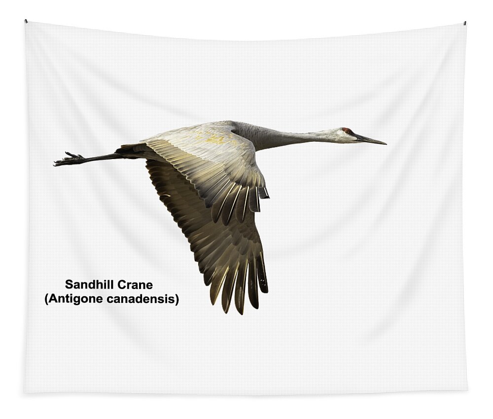Sandhill Crane Tapestry featuring the photograph Isolated Sandhill Crane 2-2021 by Thomas Young