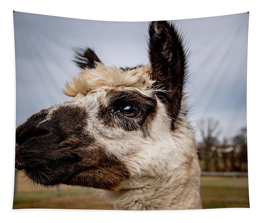 Alpaca Tapestry featuring the photograph It's All in the Eyes by Rose Guinther