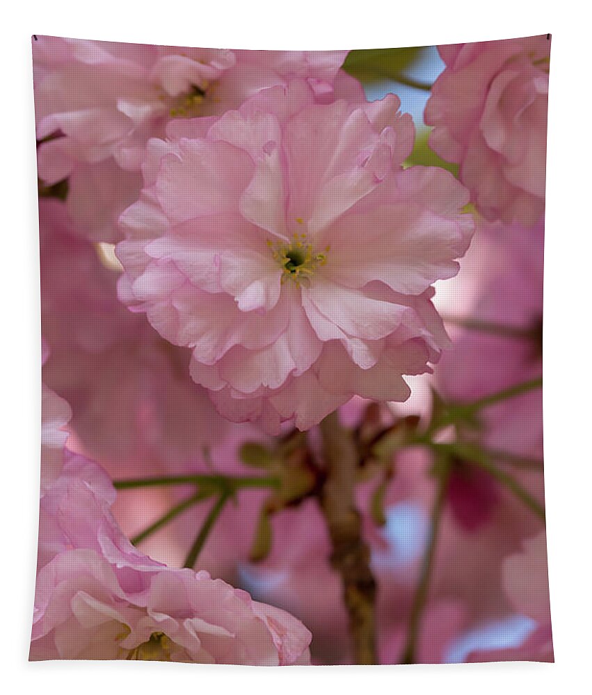 Flower Tapestry featuring the photograph Japanese Flowering Cherry 3 by Dawn Cavalieri