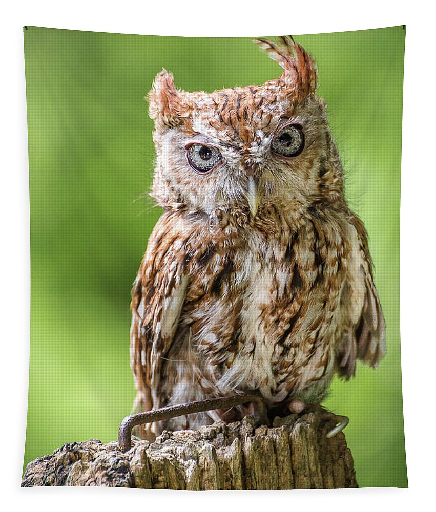 Owl Tapestry featuring the photograph Jaunty owl by Robert Miller