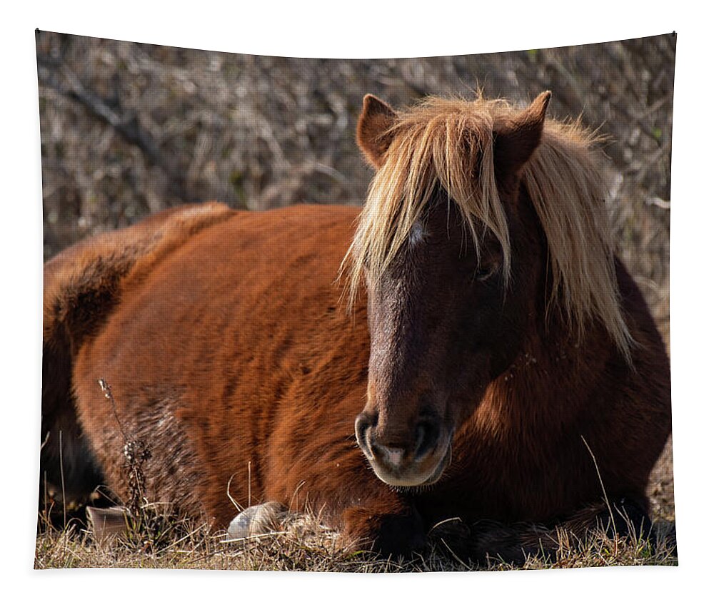 Assateague Island Tapestry featuring the photograph Just a Little Downtime by Rose Guinther