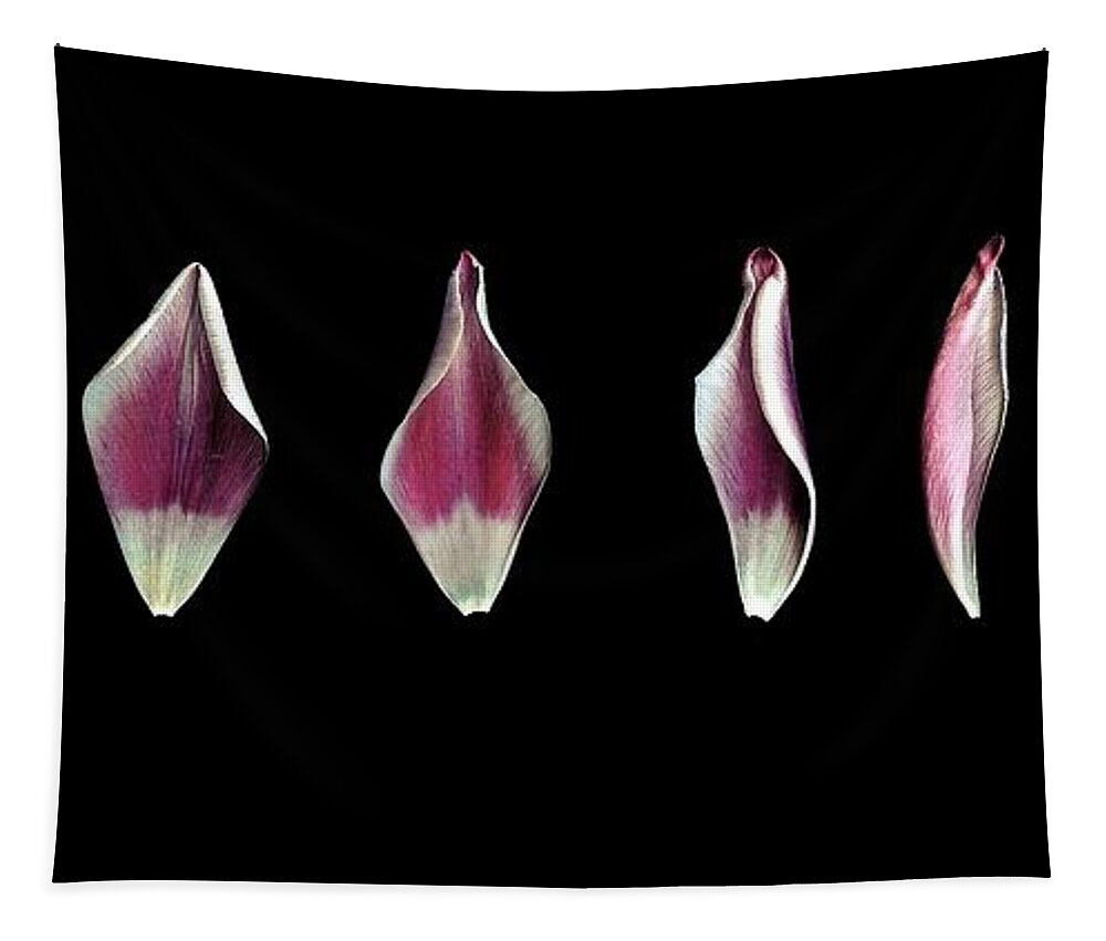 Tulips Tapestry featuring the photograph Just A Phase by Jennifer Preston
