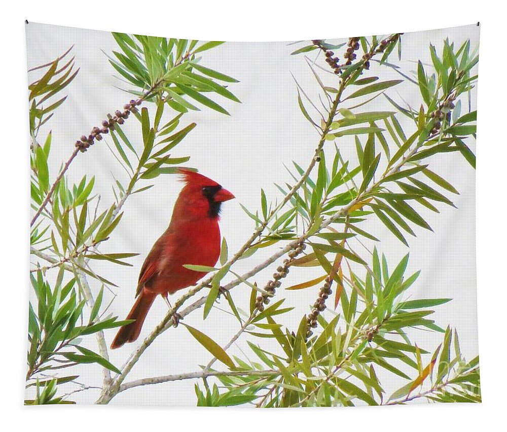 Cardinal Tapestry featuring the photograph Just Landed - Cardinal on a Branch by World Reflections By Sharon