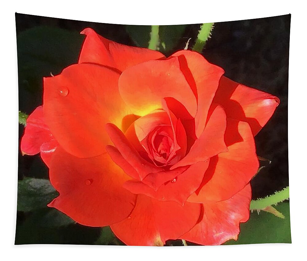 Rose Tapestry featuring the photograph Just Orange Bright Rose by Catherine Wilson