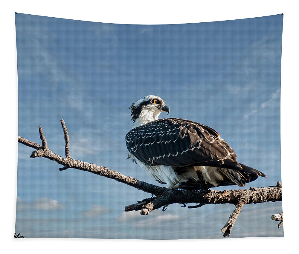 Animal Tapestry featuring the photograph Juvenile Osprey Perched in a Tree by Jeff Goulden