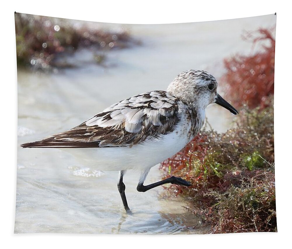 Sanderling Tapestry featuring the photograph Juvenile Sanderling by Mingming Jiang