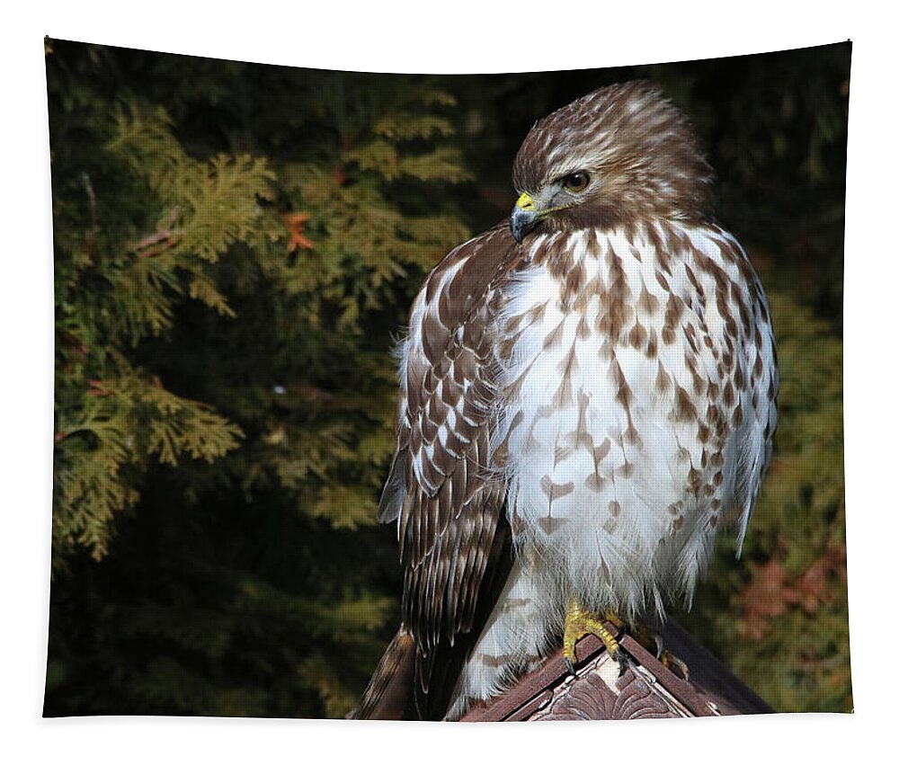 Birds Tapestry featuring the photograph Keeping Watch by Trina Ansel