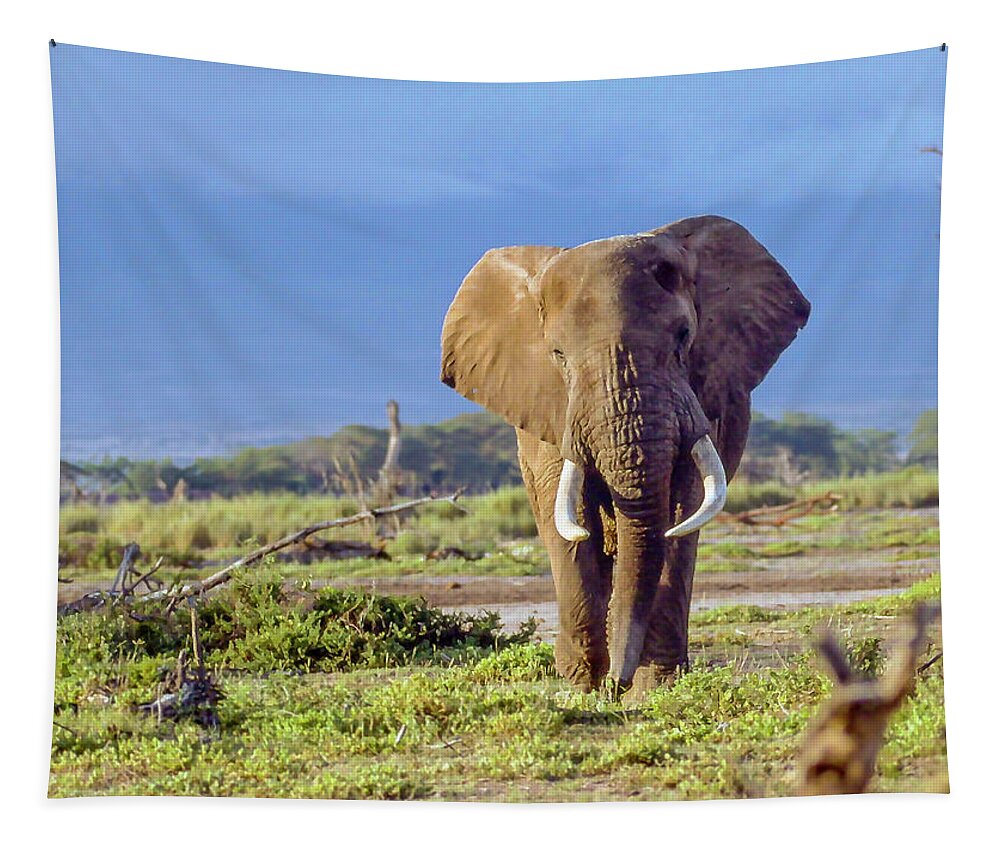 Kenya Tapestry featuring the photograph Kenya Bull Elephant by Phil And Karen Rispin