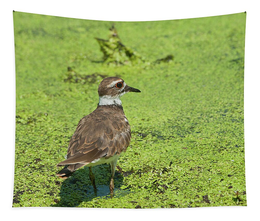 Wildlife Tapestry featuring the photograph Killdeer - 6884 by Jerry Owens