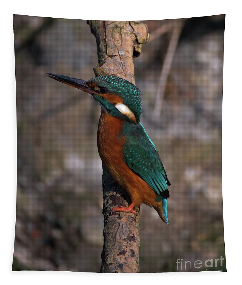 Nature Tapestry featuring the photograph Kingfisher perched by Stephen Melia