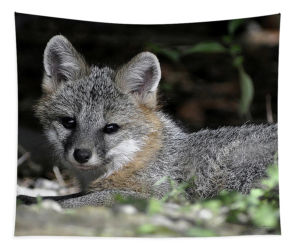 Kit Fox Tapestry featuring the photograph Kit Fox1 by Torie Tiffany