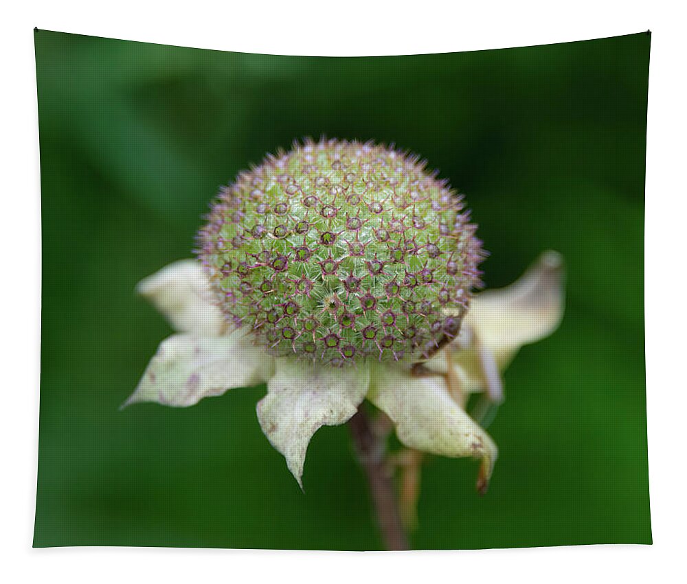 Nature Tapestry featuring the photograph Knautia Macedonica-1 by John Kirkland