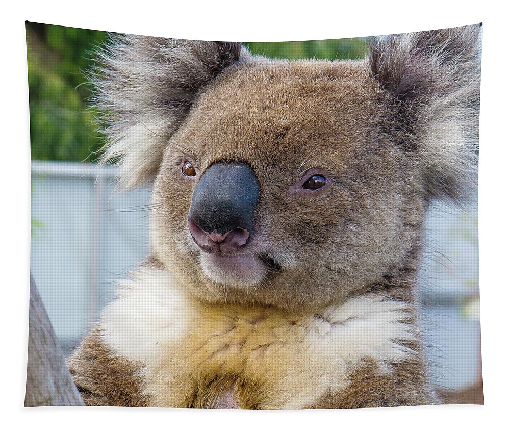 Koala Albany Australia Tapestry featuring the photograph Koala - Albany, Australia by David Morehead