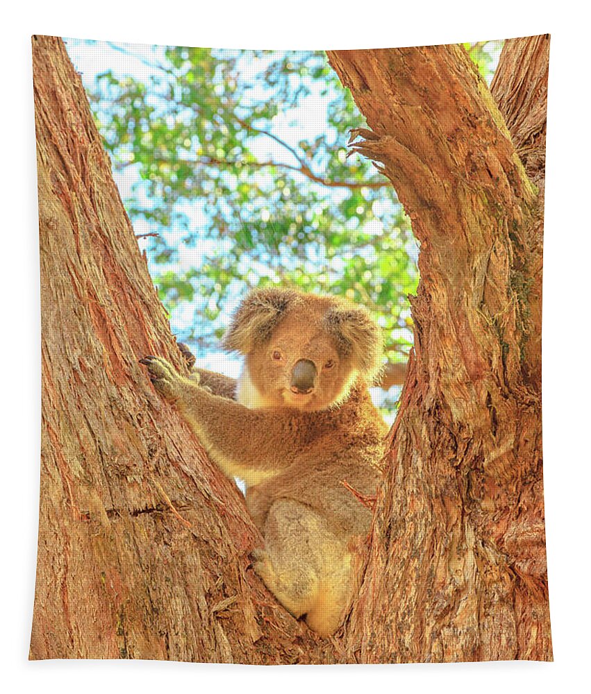 Koala Tapestry featuring the photograph Koala bear Australia by Benny Marty