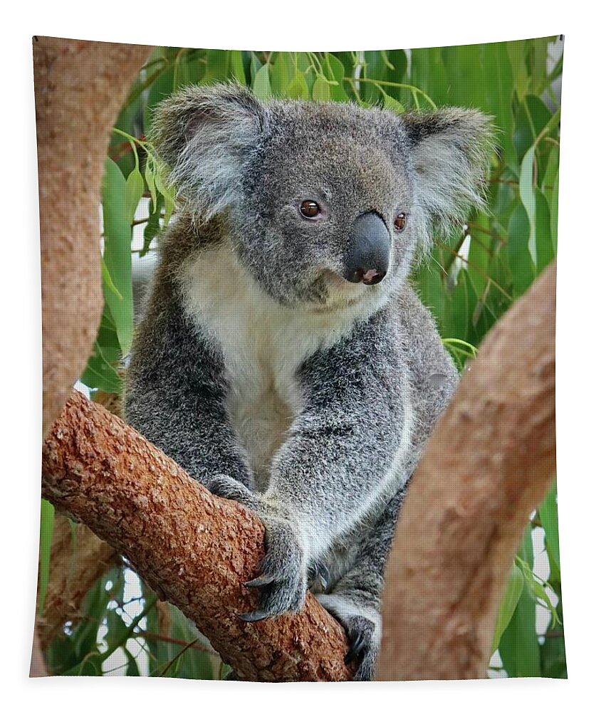 Koala Tapestry featuring the photograph Koala by Sarah Lilja