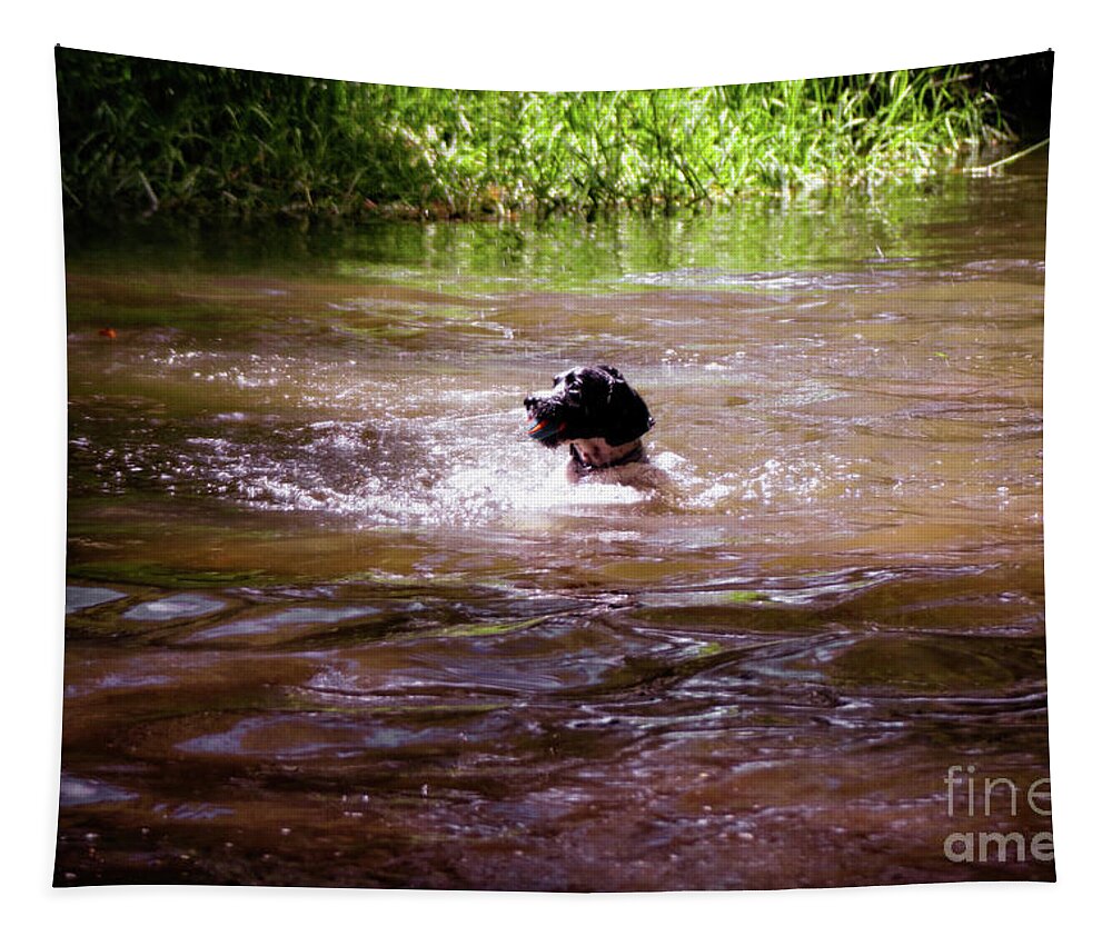 Labrador Tapestry featuring the photograph Labrador Retriever Swimming by Doc Braham