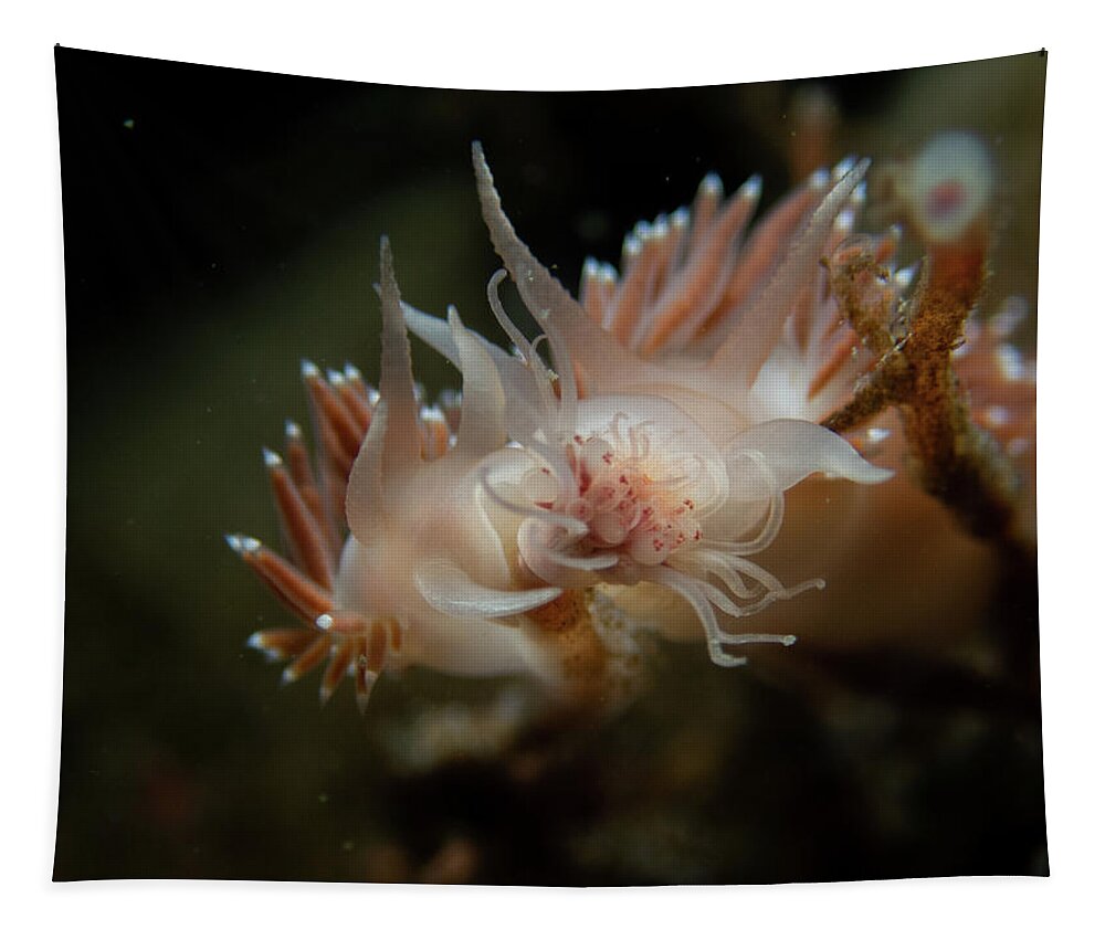 Nudibranch Tapestry featuring the photograph Lady and the Tramp nudibranchs by Brian Weber