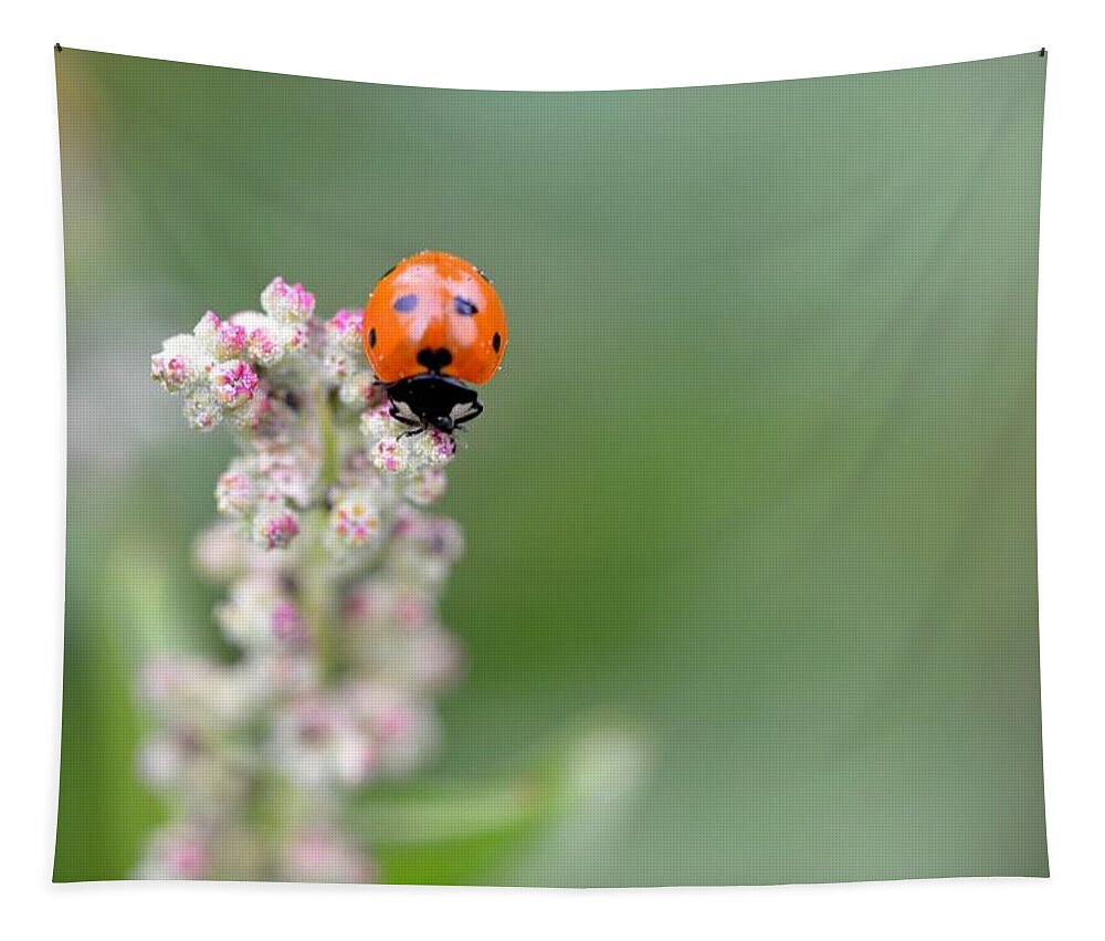 Lady Bug Tapestry featuring the photograph Lady Bug 1 by Amy Fose