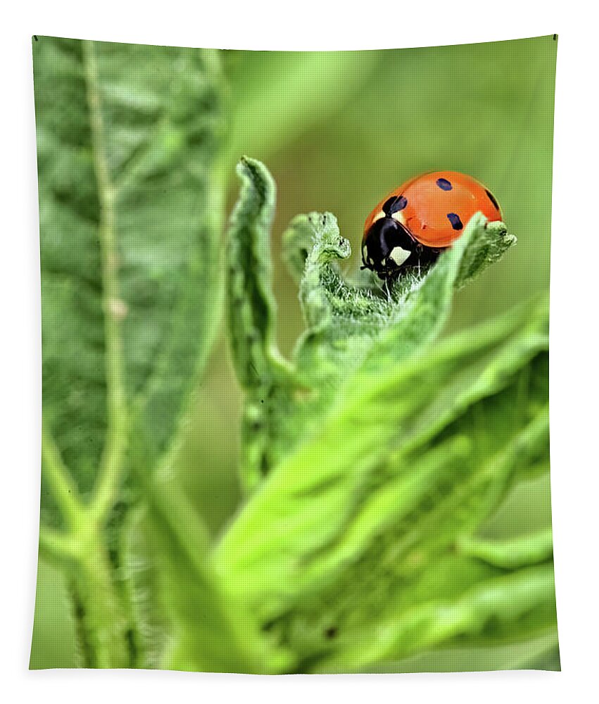Lady Bug Tapestry featuring the photograph Lady Bug by Bob Falcone