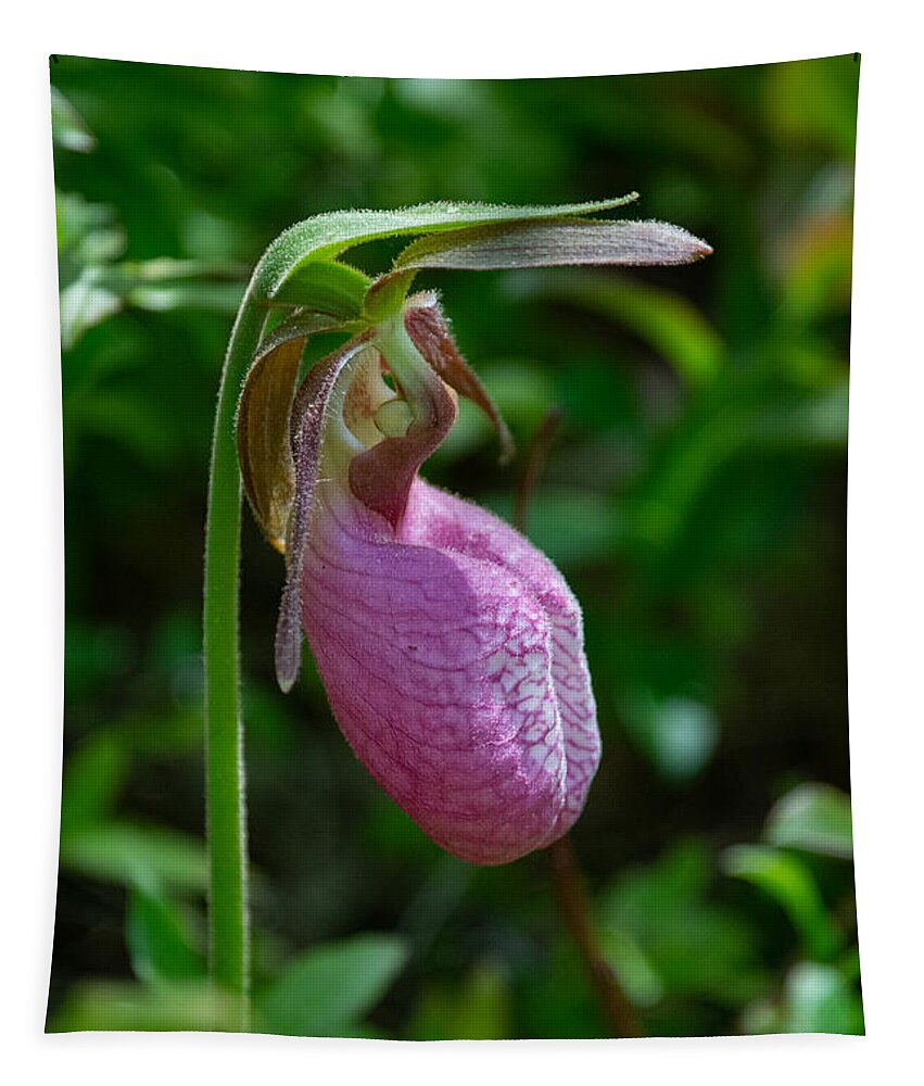 Flower Tapestry featuring the photograph Lady Slipper by Linda Bonaccorsi