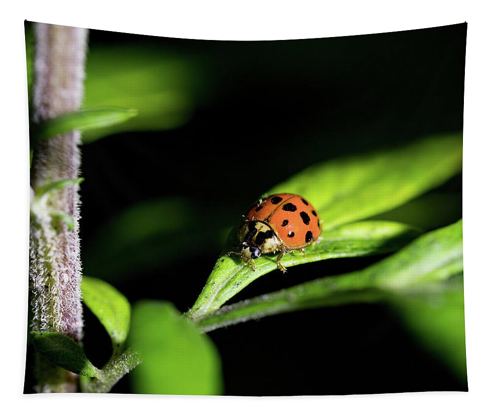 Animals Tapestry featuring the photograph Ladybug - Nature Photography by Amelia Pearn