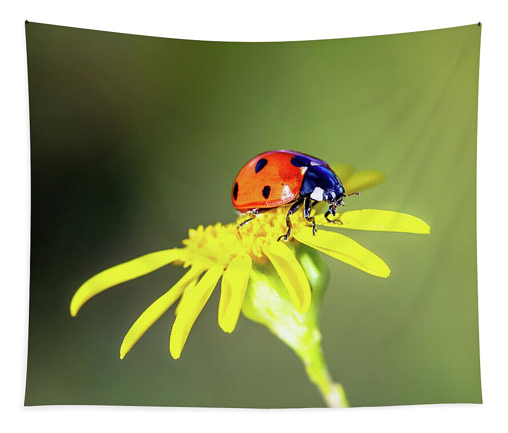 Ladybug Tapestry featuring the photograph Ladybug on Flower by Grant Glendinning
