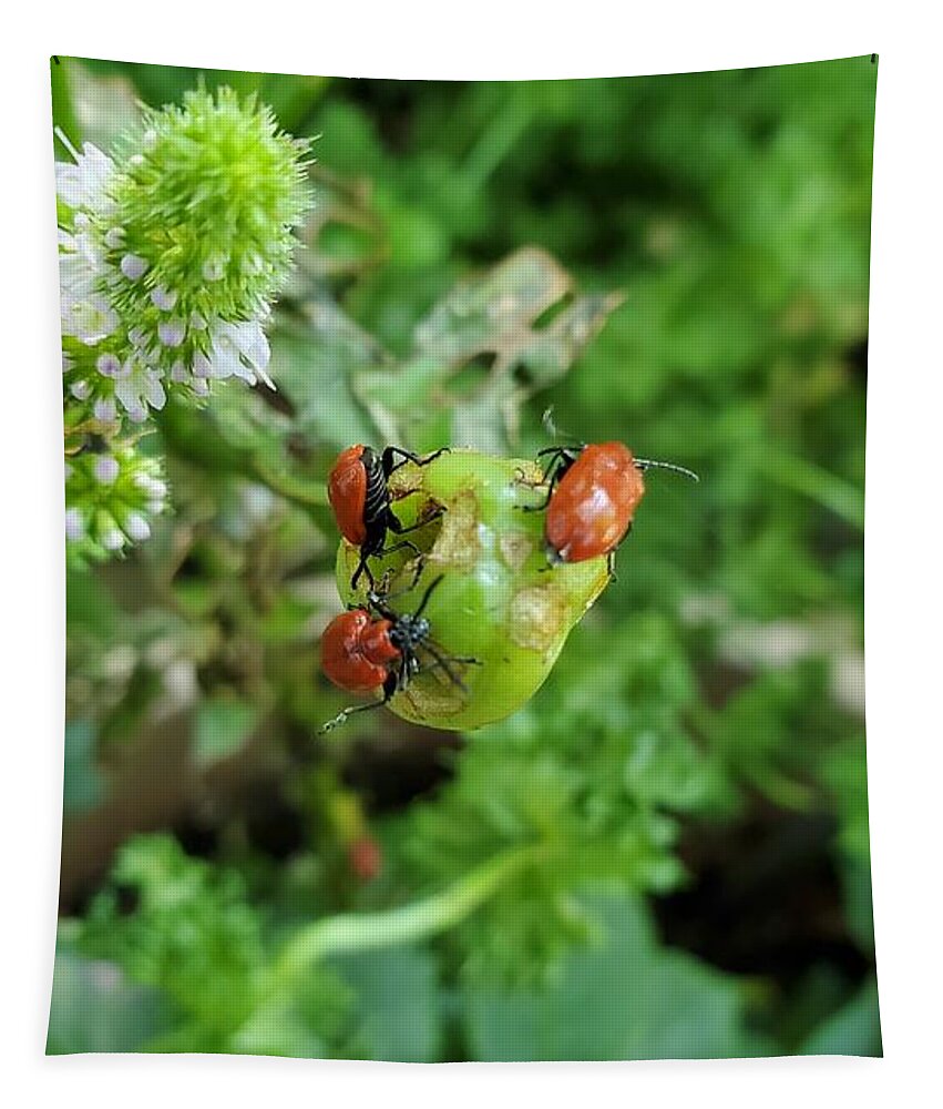 Ladybugs Tapestry featuring the photograph LadyBugs Feeding by Stacie Siemsen