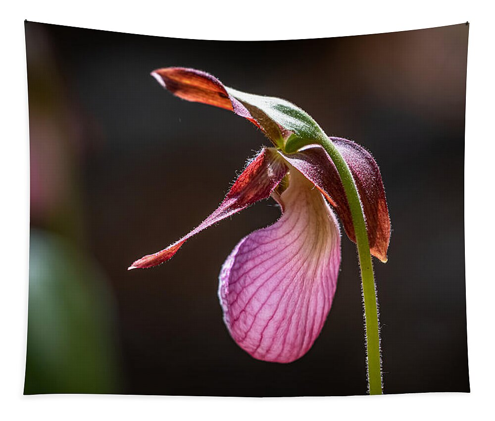 Flower Tapestry featuring the photograph Lady's Slipper in the Sunlight by Linda Bonaccorsi