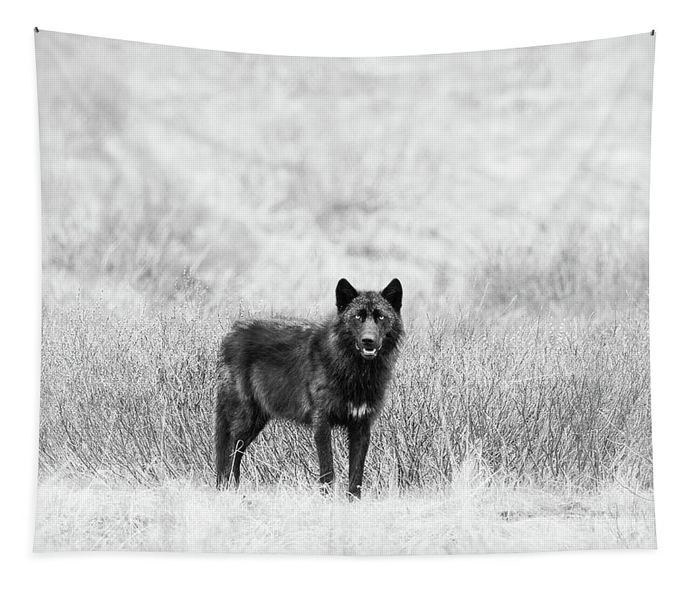Gray Wolf Tapestry featuring the photograph Lamar Wolf Monochrome by Max Waugh