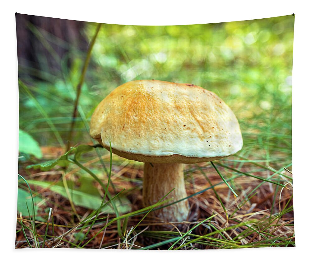 Couple Of Mushrooms Tapestry featuring the photograph Large mushroom by Lilia S