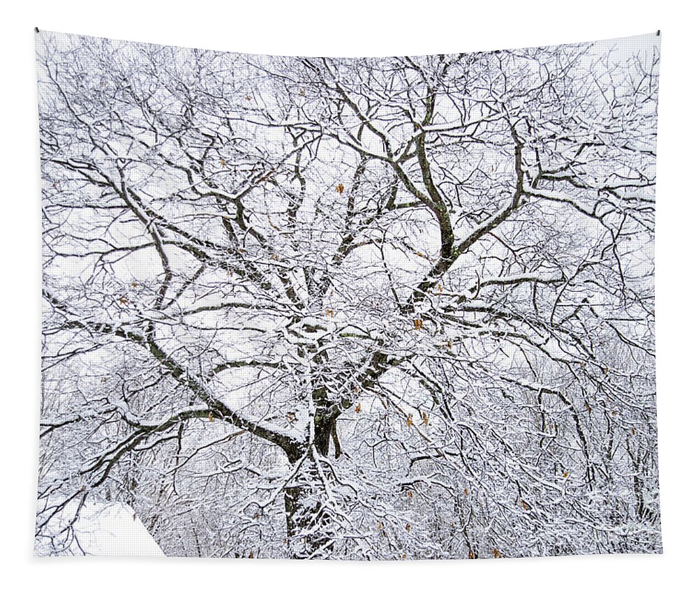 Large Oak Tree Tapestry featuring the photograph Large Oak Tree by Alana Ranney