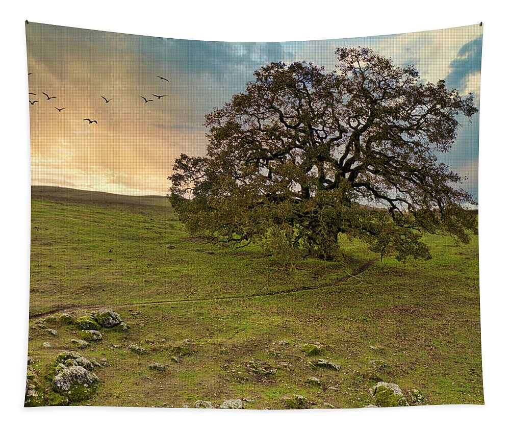 California Tapestry featuring the photograph Large oak tree at sunset by Michele Cornelius