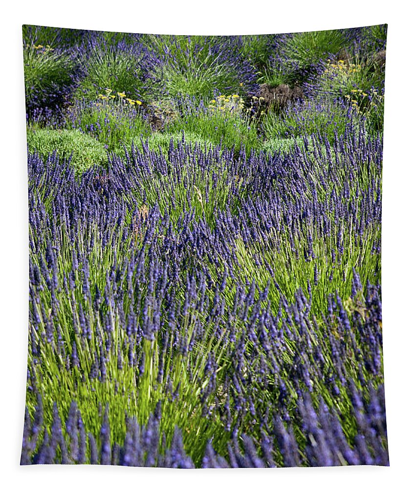Washington Tapestry featuring the photograph Lavender Contrast by Tara Krauss