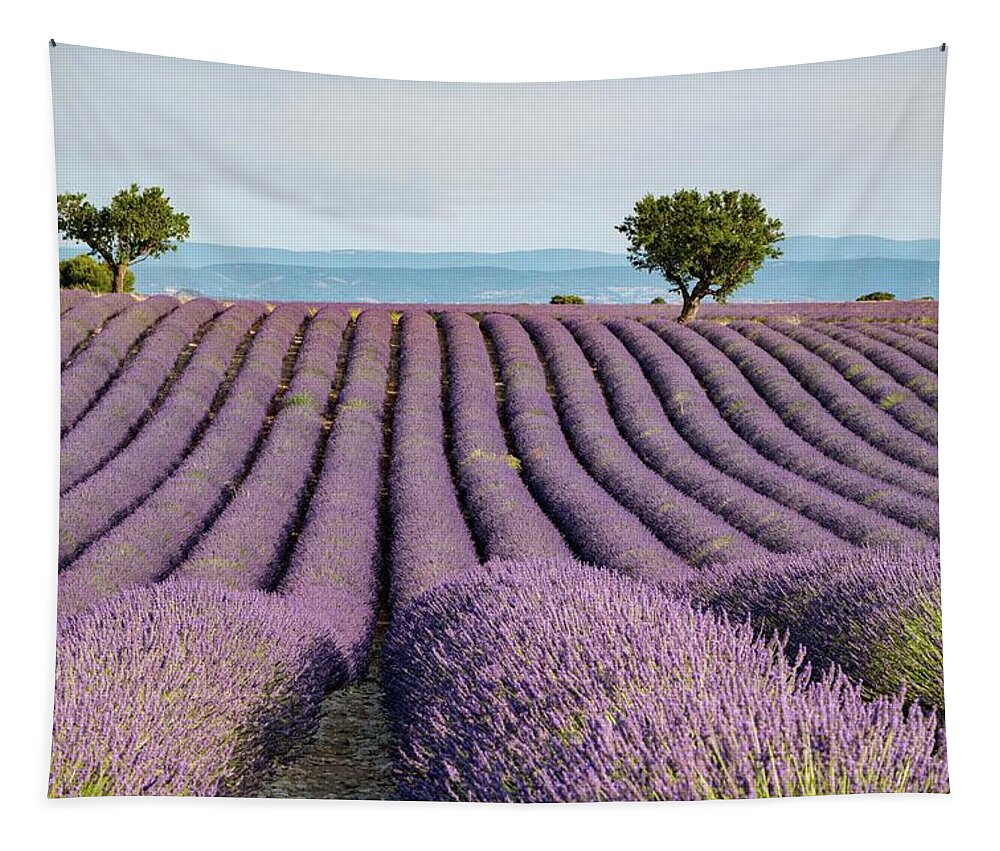 Lavender Tapestry featuring the photograph Lavender Field by Rob Hemphill