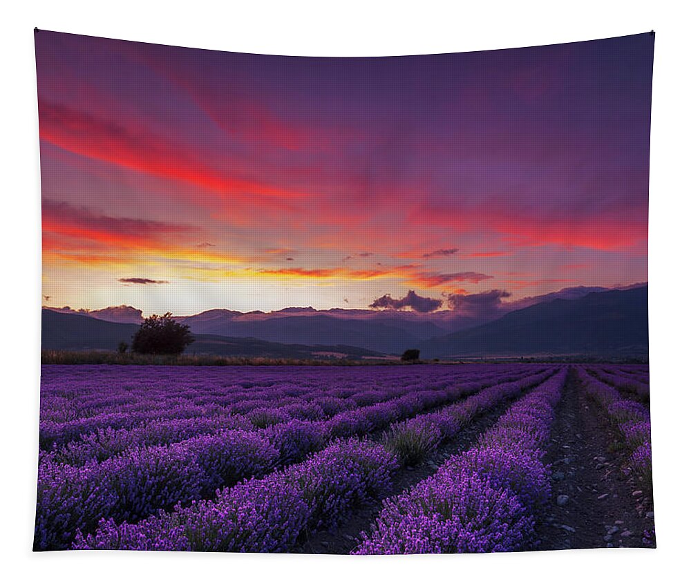 Dusk Tapestry featuring the photograph Lavender Season by Evgeni Dinev